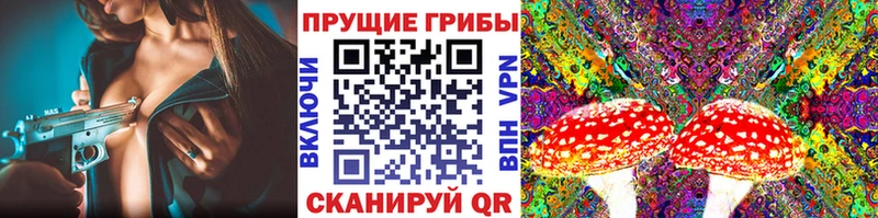 Галлюциногенные грибы Psilocybine cubensis Курган